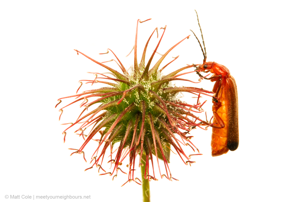 MYN Red Soldier Beetle